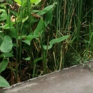 ใบสดไม้ประดิษฐ์(ลูกค้าใหม่สอบถามก่อนสั่งซื้อ)​ใบไม้ปลอดสารจากชุมชน1กิโลกรัม.