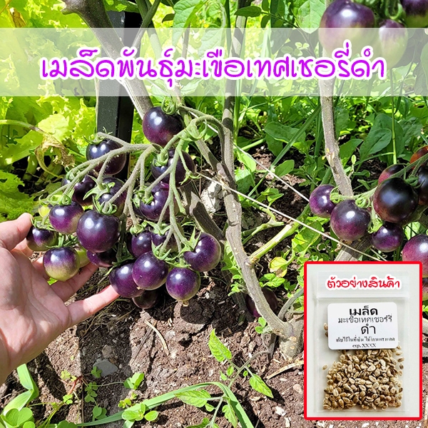 เมล็ดพันธุ์มะเขือเทศ Black Cherry 8-25 เมล็ด ผลผลิตสูง ปลูกง่าย (ซื้อ 10 แถม 1 คละได้)