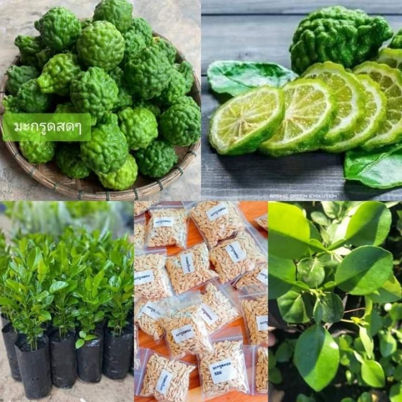 เมล็ดพันธุ์มะกรูด 100 เมล็ด 59 บาทซื้อ 3 แถม 2