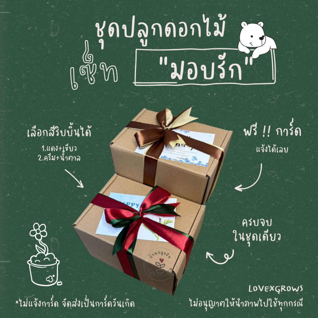 LXG : ชุดปลูกดอกไม้ เซ็ทมอบรัก (เซ็ทของขวัญ) มีให้เลือกหลายชนิด ของขวัญวันเกิด ของขวัญปีใหม่ ของขวัญปัจฉิม ของชำร่วย