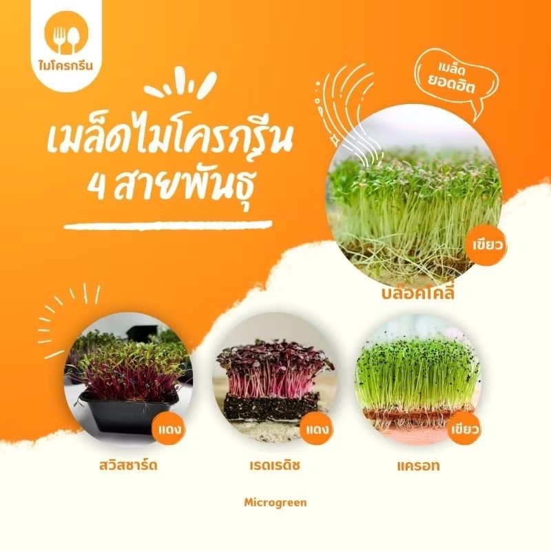 ชุดเมล็ดผักไมโครกรีน 4 สายพันธุ์ ยอดนิยม ปลูกง่าย ผักต้นจิ๋ว ประโยชน์เพียบ