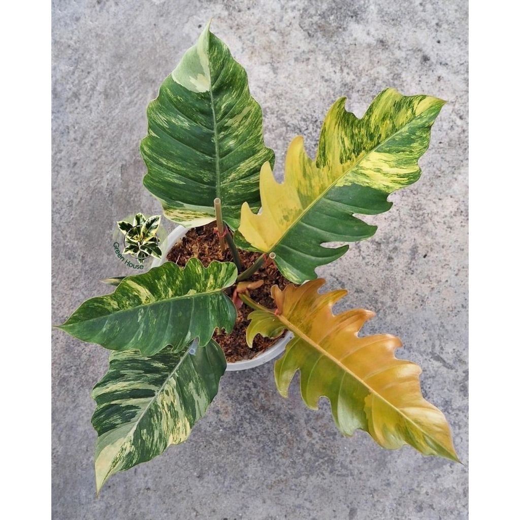 Philodendron Caramel Marble Variegated ฟิโลเดนดรอน พิณนาคด่าง