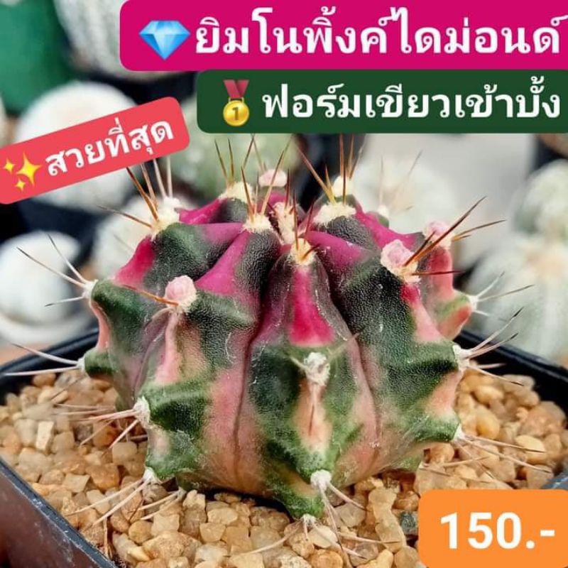 สวยที่สุด ยิมโนพิ้งค์ไดม่อนด์ สีชมพูพิ้งค์ ฟอร์มเขียวเข้าบั้ง ดอกชมพู แรร์ไอเท็ม ของมันต้องมี