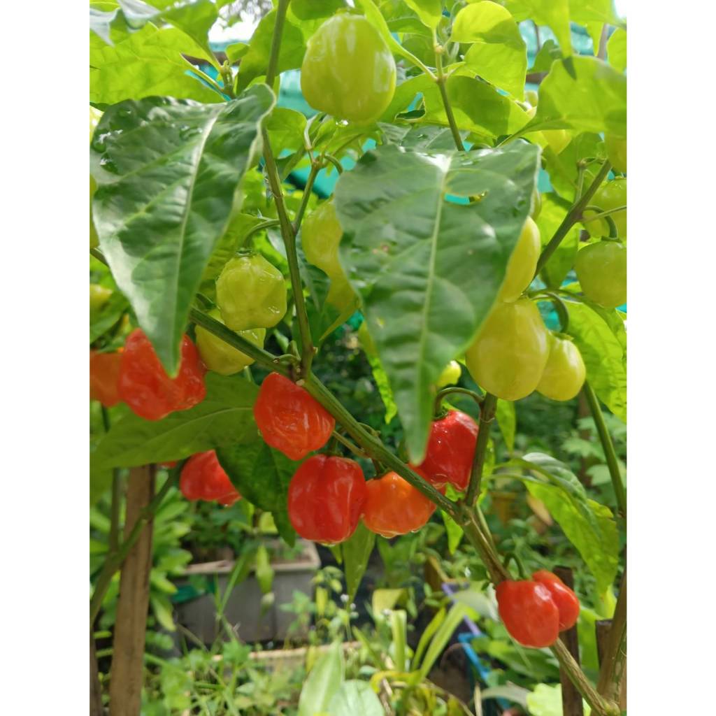ต้นกล้า พริก อาบาเนโร พริก ฮาบาเนโร่ สีแดง ต้นกล้าละ 19 บาท Red Habanero Pepper