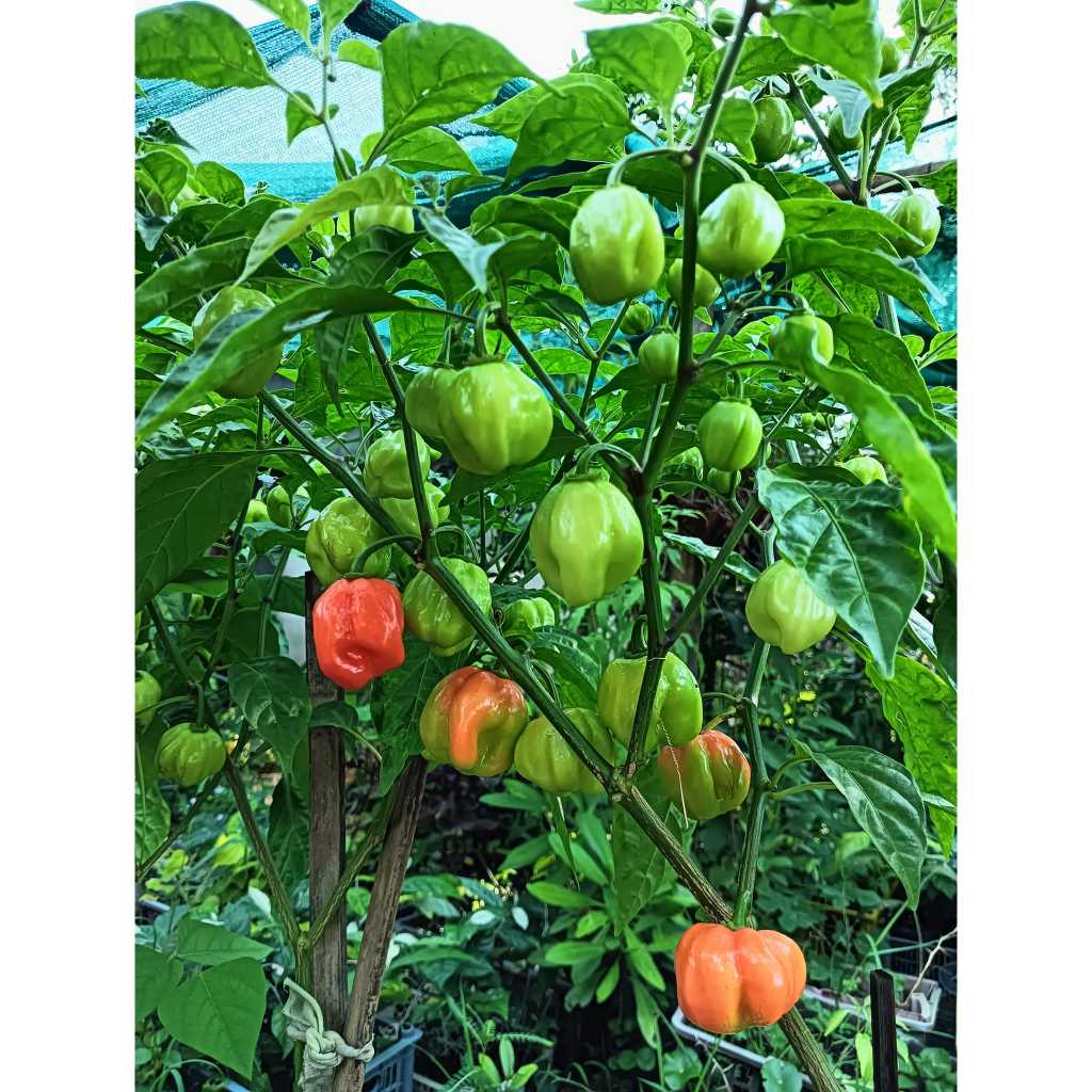 ต้นกล้า  พริก อาบาเนโร พริก ฮาบาเนโร่ สีแดง ต้นกล้าละ 19 บาท พริกฮาบาเนโร่ Habanero