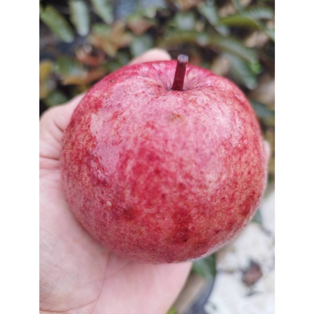 ฝรั่งแดงศรีสะเกษ2 ผลสีแดง หวานกรอบ ติดผลตลอดปี