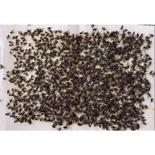 【ราคาถูกสุด!!】กาวดักแมลงวัน มัดลละ100แผ่น สินค้าพร้อมส่งจากไทย แพ็คเกจอย่างดี Dahao กระดาษแผ่นกาวดักแมลง