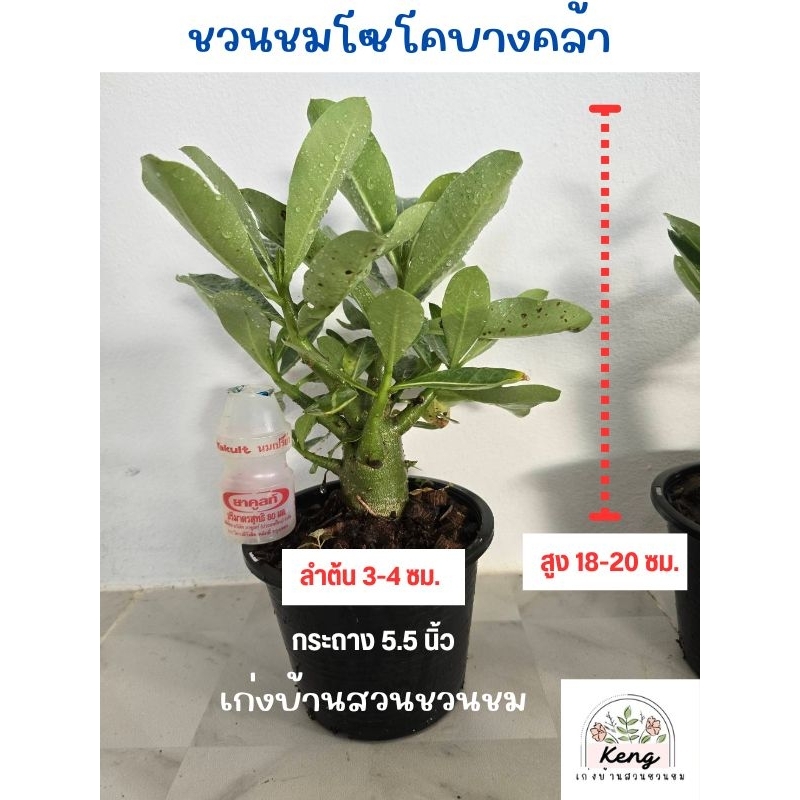 ต้นชวนชมโซโคบางคล้า ดอกสีชมพู