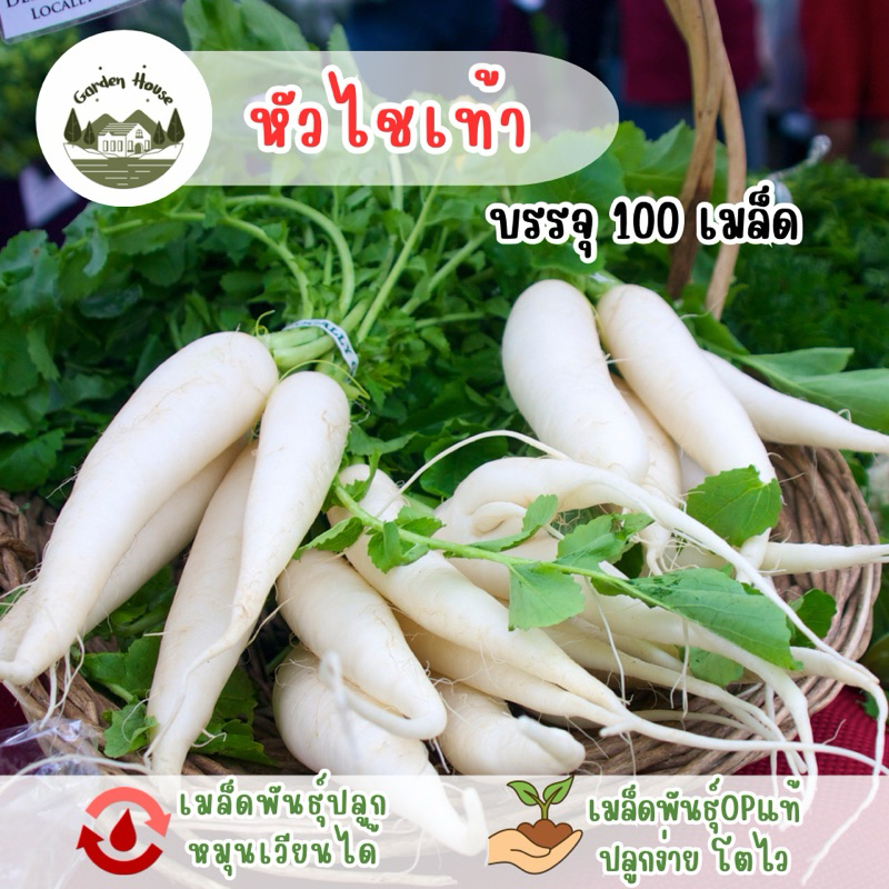 ราคาถูกที่สุด หัวไชเท้า 100 เมล็ด