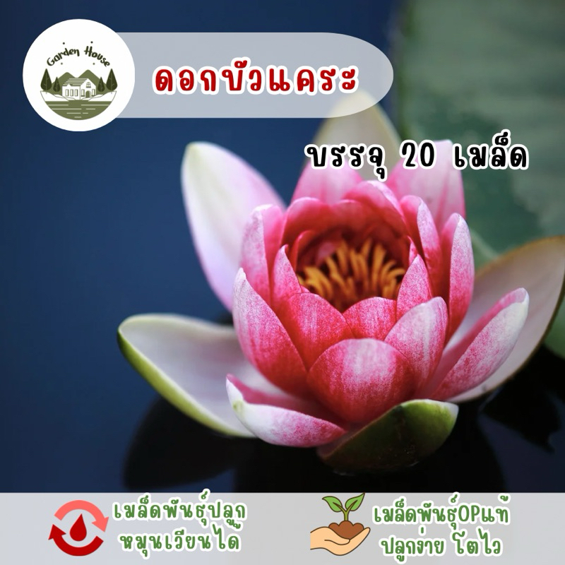 บัวแคระ บรรจุ 20 เมล็ด