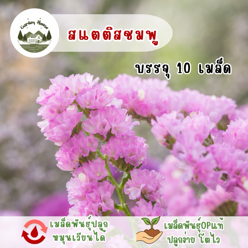 ราคาถูกที่สุด สแตติชสีชมพู 10 เมล็ด