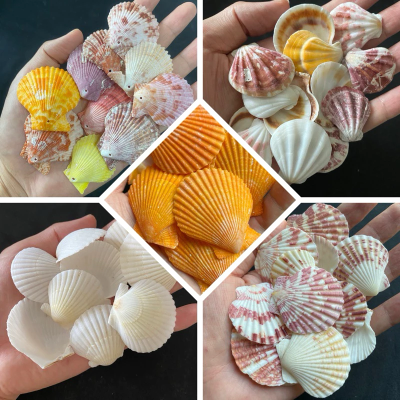 หอยเชลล์สีขาวขนาดเล็ก 50g MINI SCALLOP SHELL สำหรับตกแต่งบ้าน ตกแต่งตู้ปลา งานฝีมือจากเปลือกหอย