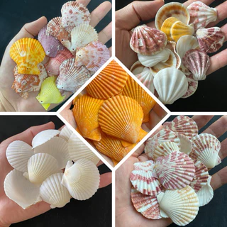 หอยเชลล์สีขาวขนาดเล็ก 50g MINI SCALLOP SHELL สำหรับตกแต่งบ้าน ตกแต่งตู้ปลา งานฝีมือจากเปลือกหอย