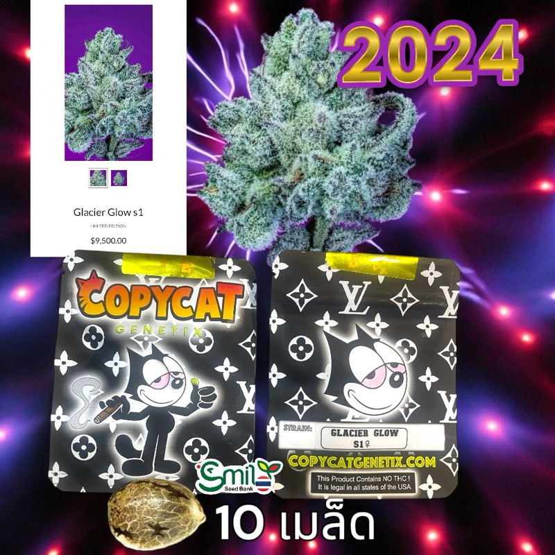 เมล็ดกัญชา GLACIER GLOW S1 (Fem) Limited ใหม่ 2024* - Copycat Genetix