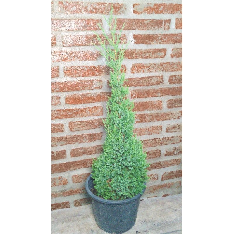 ต้นสนมังกร กระถาง10’’ ความสูง70-90cm จัดสวน