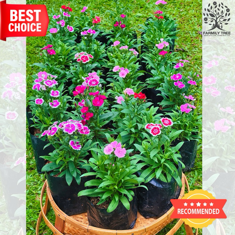 ต้นดอกผีเสื้อ Dianthus คละสี 6นิ้ว ดอกไม้กินได้