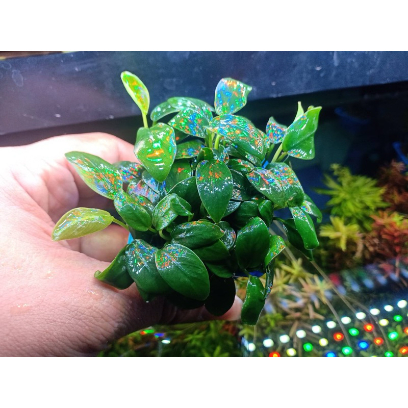 พร้อมส่ง anubias nana petite อนูเบียส(พริตตี้) บ้านไม้น้ำพรรรนา