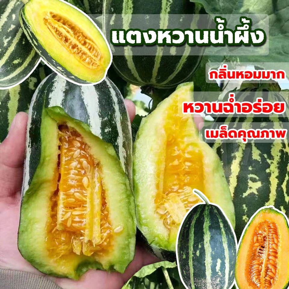 เมล็ดพันธุ์แตงไทยหวานน้ำผึ้ง ซองละ 30 เมล็ด