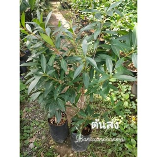 ต้นรักแรกพบ ดอกสีเขียว ต้นกิ่งตอน สูง 60-80 ซม.