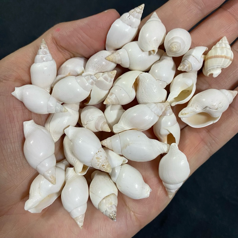 เปลือกหอยสังข์สีเขียว 50g QING DU ZHI WEN สำหรับตกแต่งสวน 2-3cm