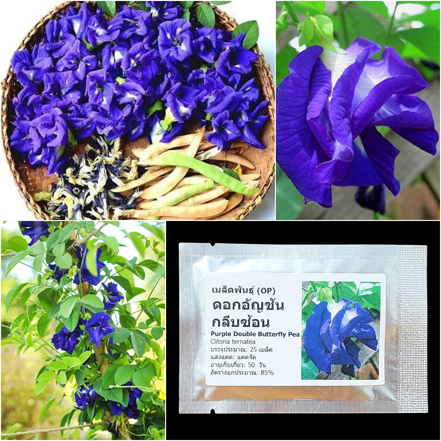 เมล็ดพันธุ์ ดอกอัญชัน สีม่วงกลีบซ้อน 4-5 ชั้น Purple Double Butterfly Pea Seed 25 เมล็ด คุณภาพดี ของแท้ 100%