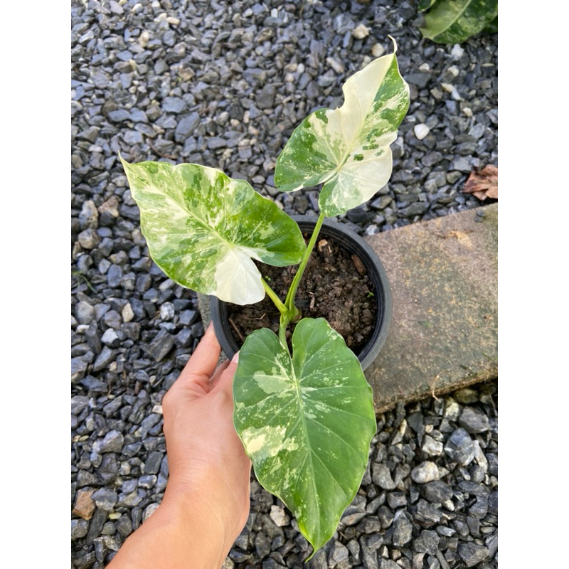 Alocasia gageana albo var บอนหูช้างด่างขาว ลายสวย