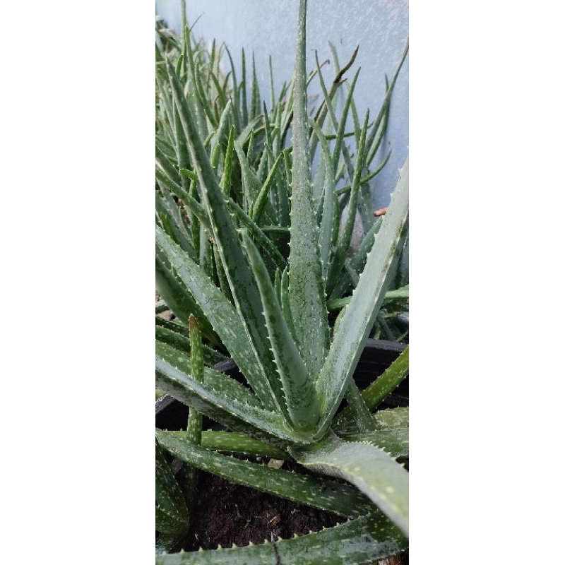 ว่านหางจระเข้ Aloe vera ดอกสีเหลือง