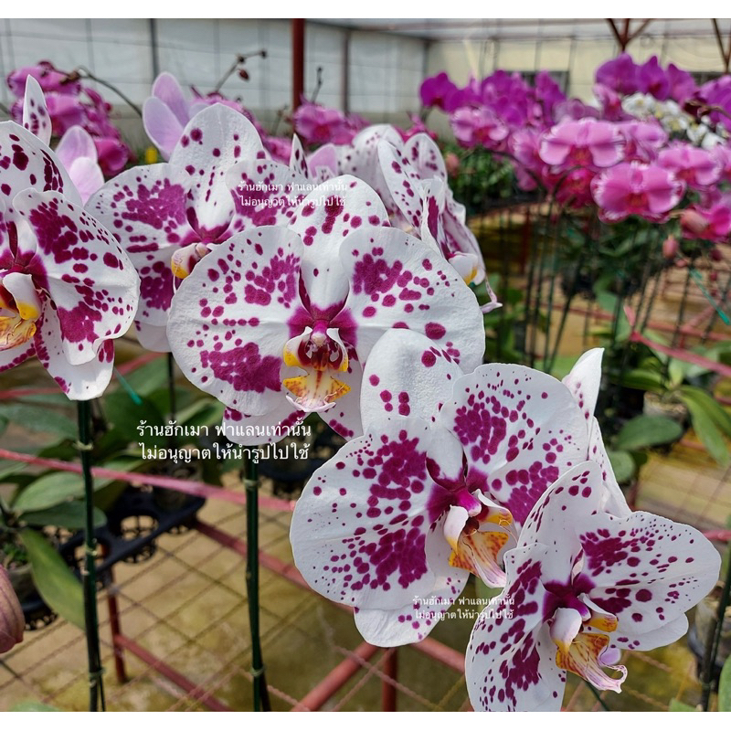 ซื้อครบ 10 ต้น แถม 1 ต้น กล้วยไม้ฟาแลนนอปซิส ขนาด 2.5 นิ้ว รหัสสี X8 ดอกใหญ่ ไม่แทงช่อ ดอกบานนาน3-4เดือน