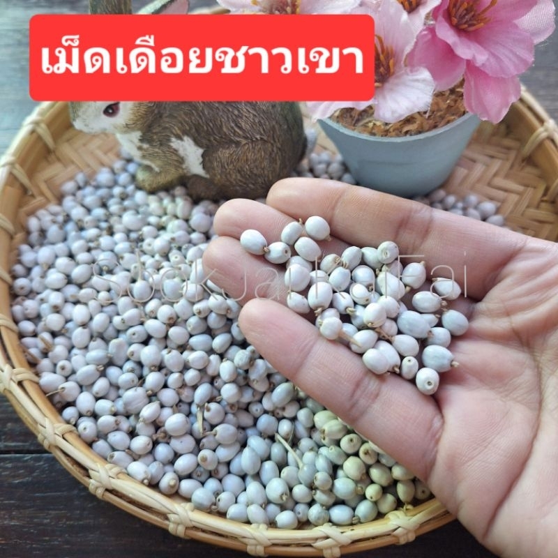 ลูกเดือย/เม็ดเดือยชาวเขา เม็ดเดือยสำหรับตกแต่ง ***ทรงกลม/ทรงรี ถุงละ100กรัม