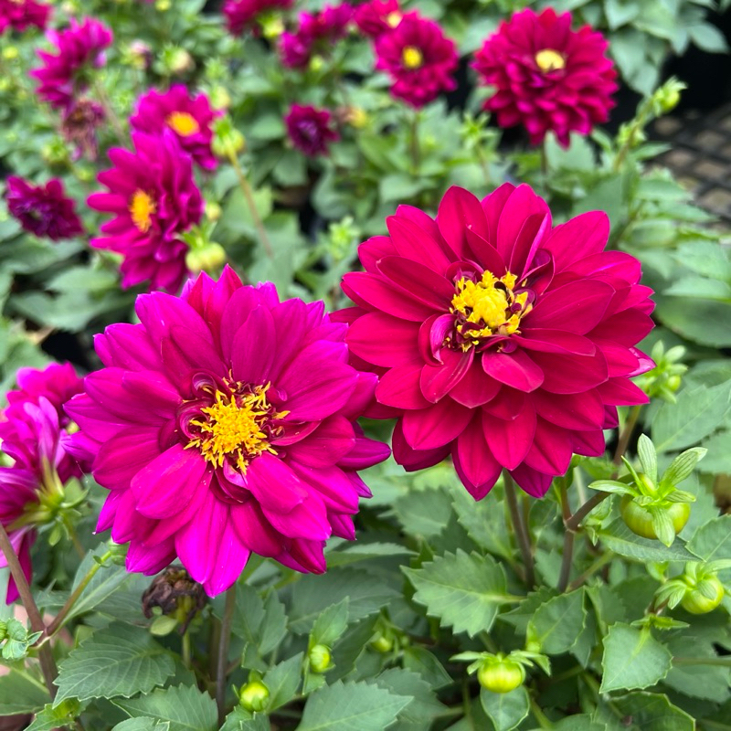 ต้นรักแรก รักเร่ หรือ ดาห์เลีย Dahlia สีชมพู/ม่วง กระถาง 8 นิ้ว(ส่งติดดอก)