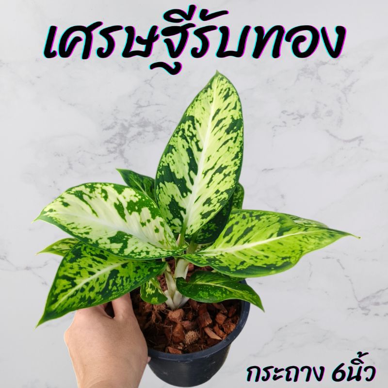 ต้นอะโกลนีมาเศรษฐีรับทอง กระถาง 6นิ้ว