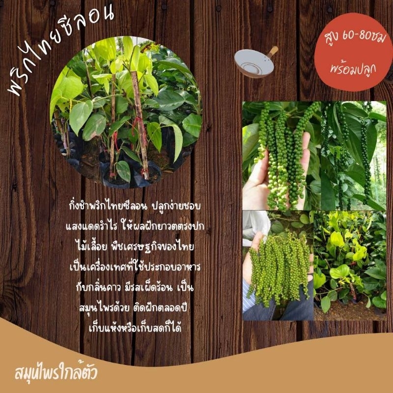 ต้นพริกไทย พริกไทยซีลอน ของแท้ รุ่นที่ 13เข้าใหม่