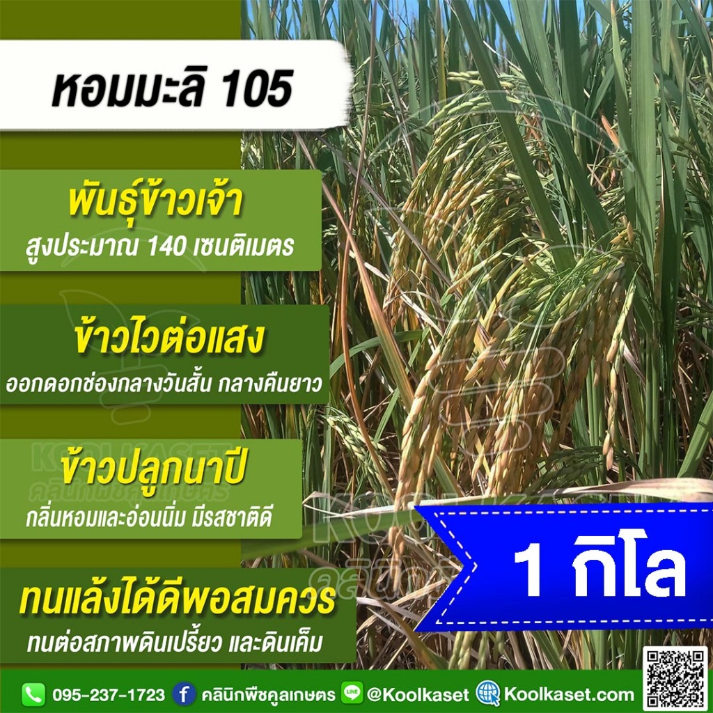 เมล็ดพันธุ์​ข้าว​ ข้าวเจ้า หอมมะลิ105 ข้าวนาปี ไวแสง หอม นุ่ม คุณภาพดี 1 กก. คูลเกษตร KR1