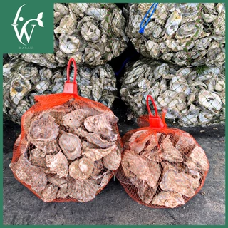 เปลือกหอยนางรมขนาด 500 g./1 kg.ใส่ถุงตาข่ายแดง เปลือกหอยกรองน้ำ