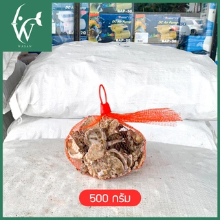 เปลือกหอยนางรมขนาด 500 g./1 kg.ใส่ถุงตาข่ายแดง เปลือกหอยกรองน้ำ