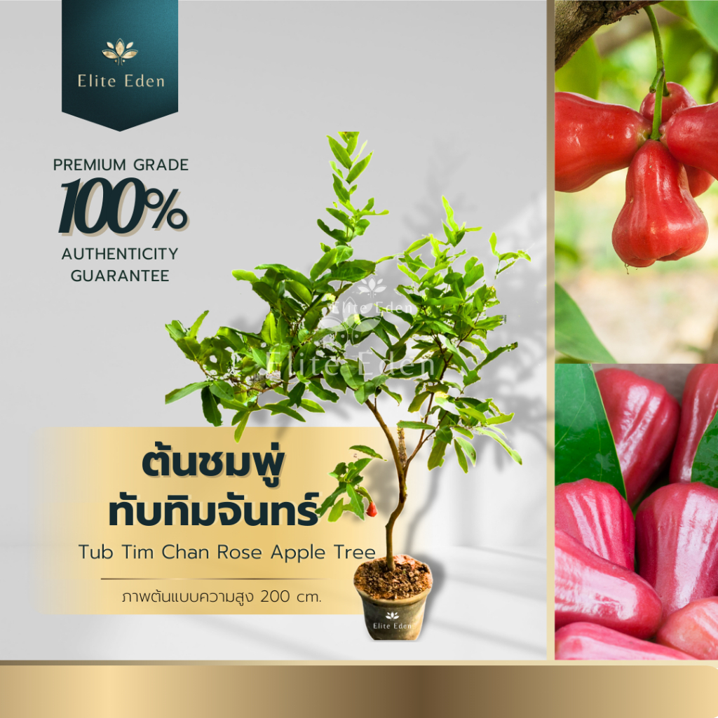 ต้นชมพู่ทับทิมจันทร์ สูง 150-200 cm. (ต้นใหญ่) มีรสชาติที่หวาน กรอบ เนื้อแน่น สีแดงสด