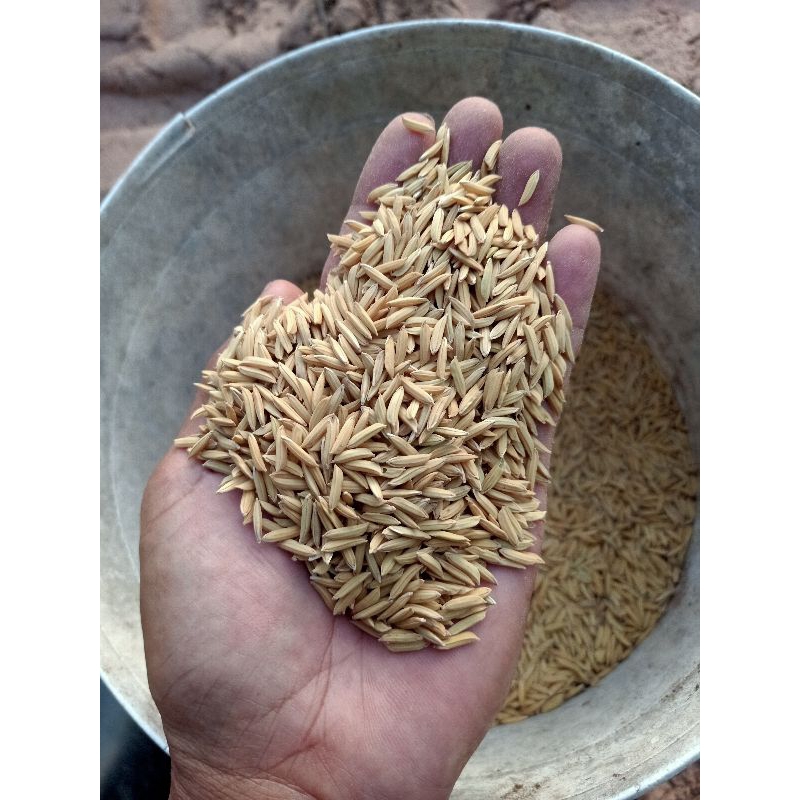 เมล็ดพันธุ์ข้าวหอมผกาลำดวน(บรรจุถุงละ5กก/10กก.) - รูปที่ 3