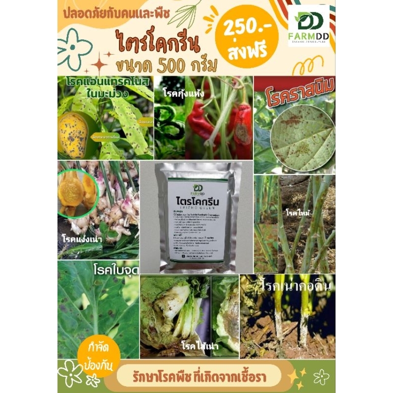 ไตรโคกรีน ป้องกันและกำจัด รักษาโรคพืชที่เกิดจากเชื้อรา 500g (FARM DD GREEN)