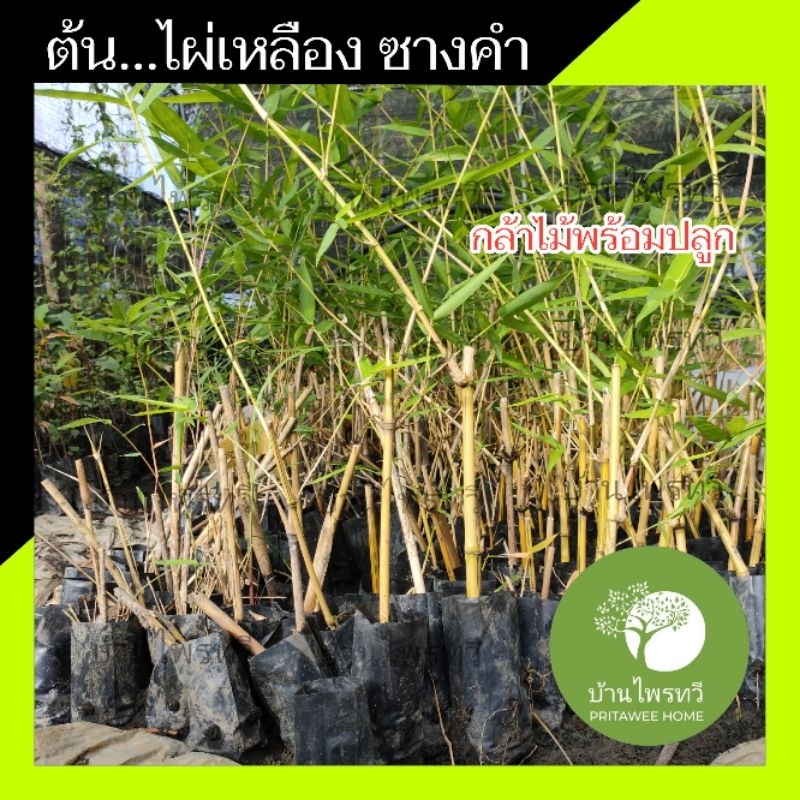 ต้นไผ่เหลืองซางคำ กล้าไม้พร้อมปลูก ไผ่ประดับ สวยงาม ไผ่เหลือง ซางคำ ไผ่ด่าง ลำด่าง บ้านไพรทวี