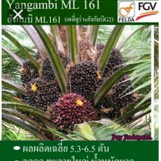 เมล็ดปาล์มน้ำมันมาเลต้นเตี้ยของแท้100%(?รับประกันทุกเมล็ด?)ยังกัมบิml161ปั้มทุกเม็ด(จำนวน20เมล็ด)มีใบรับรองสายพันธุ์