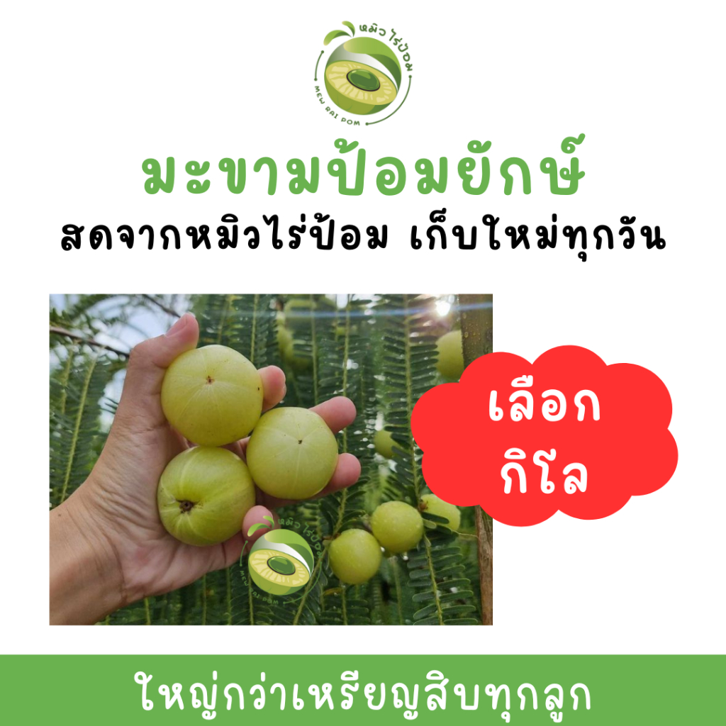 มะขามป้อม ยักษ์ การันตีใหญ่กว่าเหรียญสิบทุกลูก เก็บใหม่เก็บสดทุกวันจาก "หมิว ไร่ป้อม"