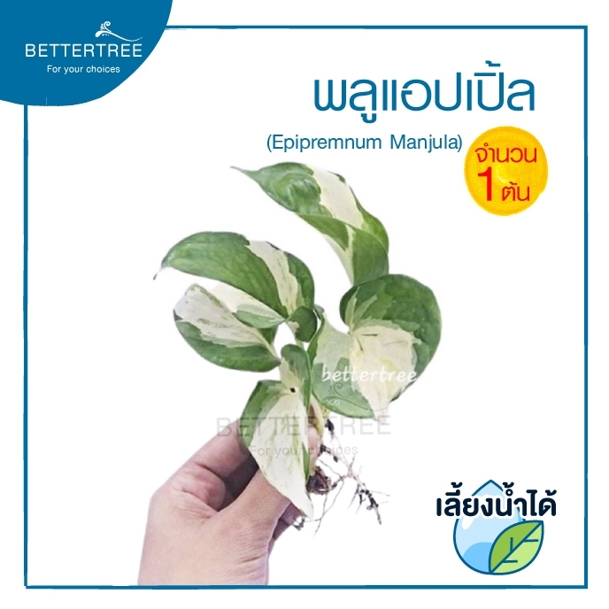 พลูแอปเปิ้ล (จำนวน 1 ต้น)  Epipremnum Mujula ต้นไม้ฟอกอากาศ พลูด่าง ต้นไม้ในร่ม ต้นไม้ plant พลูแอปเ