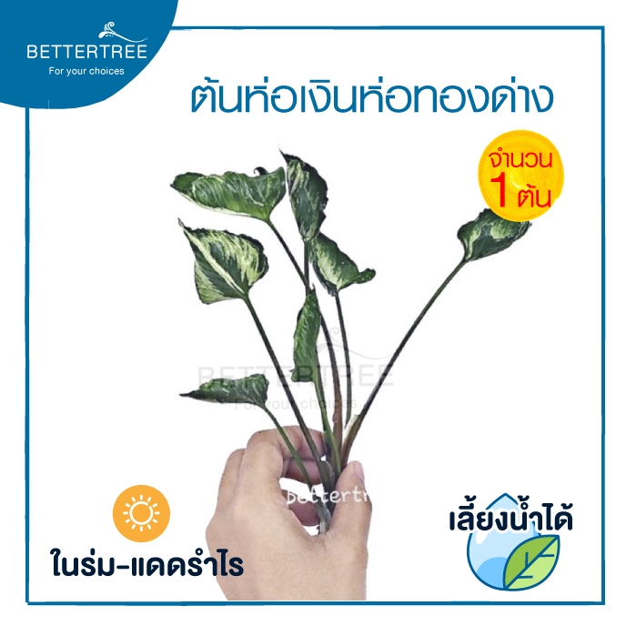 ห่อเงินห่อทองด่าง(จำนวน 1 ต้น) Syngonium Godzilla ไม้ฟอกอากาศ ต้นไม้น้ำ