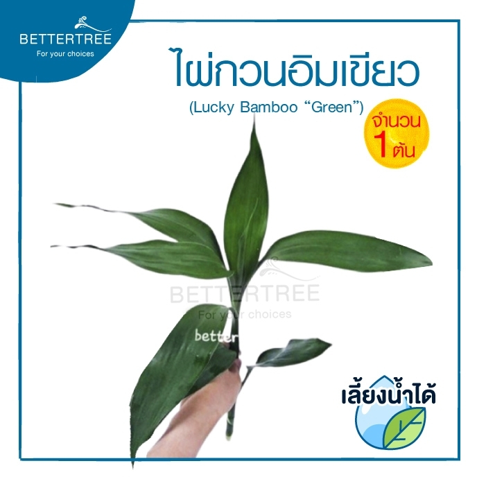 ไผ่กวนอิมเขียว  (จำนวน 1 ต้น) ต้นไม้ฟอกอากาศ สามารถเลี้ยงน้ำได้
