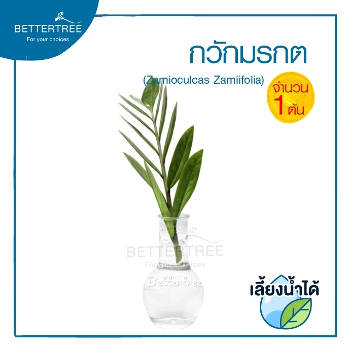 กวักมรกต (จำนวน 1 ต้น ) Zamioculcas zamifolia ต้นไม้มงคล เสริมโชคลาภ เรียกทรัพย์ ต้นไม้ฟอกอากาศ