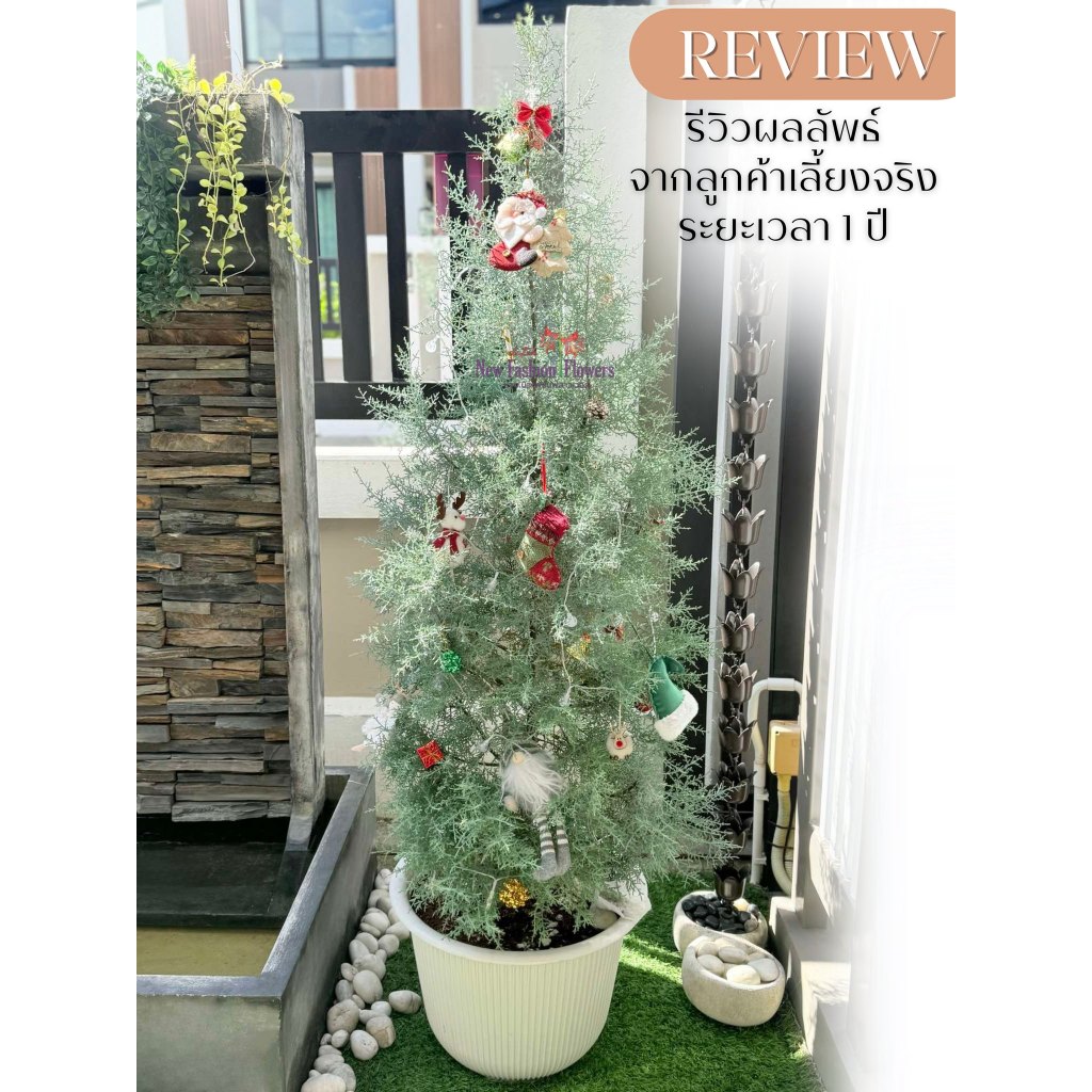 สนบลูไอซ์สายพันธุ์แท้ พร้อมป้ายชื่อและเลขพาสปอร์ตCupressus arizonica 'Glauca' สายพันธุ์แท้นำเข้า
