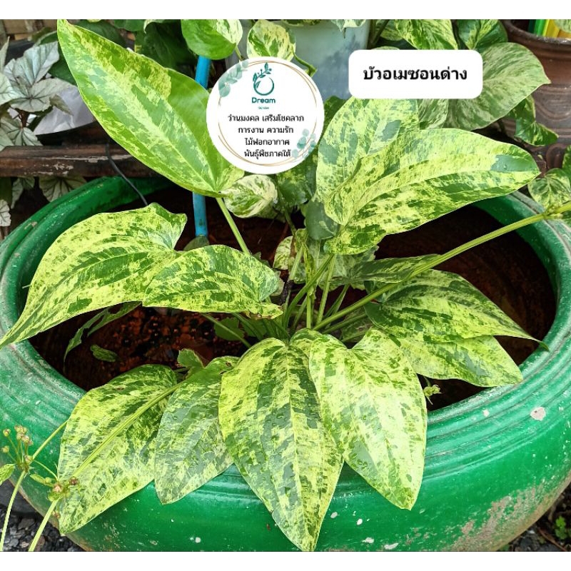 ต้นบัวอเมซอนเขียวและด่าง ในถุงชำ  สูง 20-30 ซม.รากเดินดี พร้อมลงกระถาง