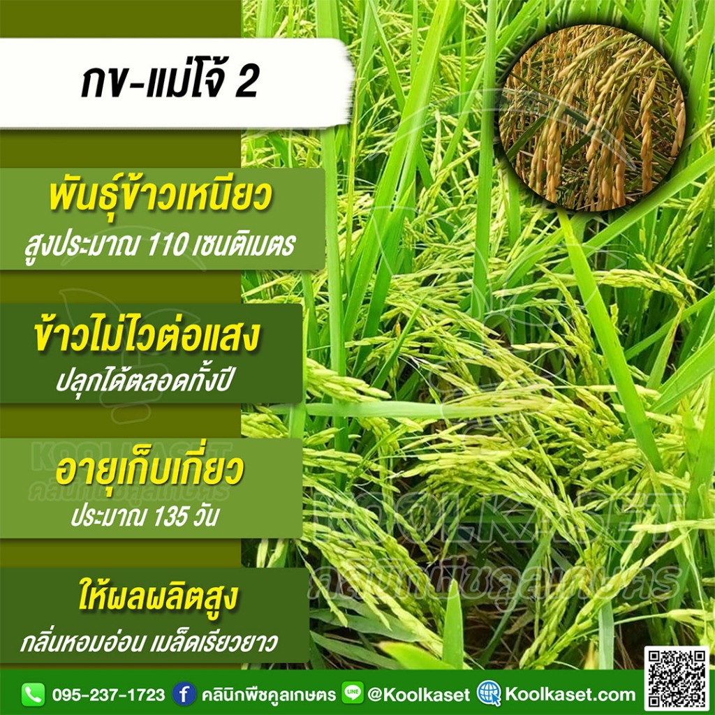 พันธุ์​ข้าว​ ข้าวเหนียว กข-แม่โจ้ 2 นาปี นาปรัง ไม่ไวแสง หอม รวงยาว ต้นเตี้ย 20 กก. คูลเกษตร KR24