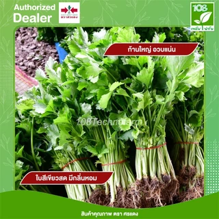 เมล็ดพันธุ์ ขึ้นฉ่าย นวลจันทร์ ตราศรแดง ขนาด 50/350 กรัม