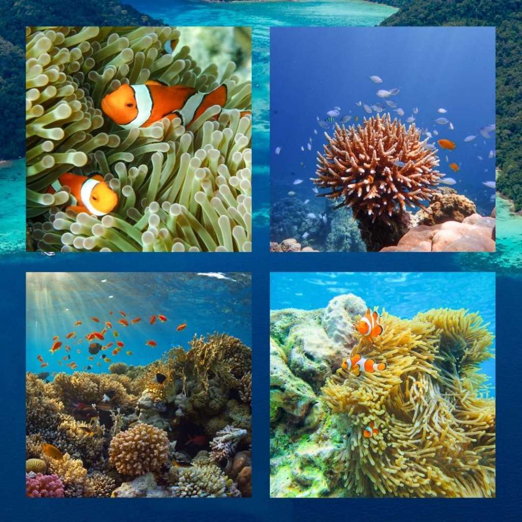 [ E-Voucher ] Love Andaman หมู่เกาะสุรินทร์ โปรแกรมเดย์ทริป